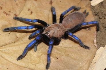 Spiders and Scorpions kaufen und verkaufen Photo: Biete Ornithoctoninae, Birupes, Citharognathus usw 