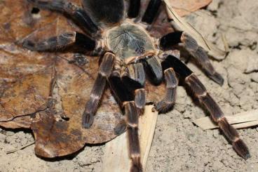 Spinnen und Skorpione kaufen und verkaufen Foto: SUCHE!! 1.0 Ornithoctoninae sp. viridis mit Rh Spinnen und Skorpione kaufen und verkaufen Foto: SUCHE!! 1.0 Ornithoctoninae sp. viridis mit Rh