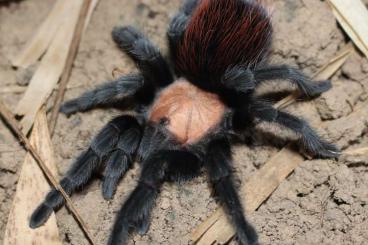 Spiders and Scorpions kaufen und verkaufen Photo: Biete Xenesthis, Ephebopus, Lyrognathus usw Spiders and Scorpions kaufen und verkaufen Photo: Biete Xenesthis, Ephebopus, Lyrognathus usw