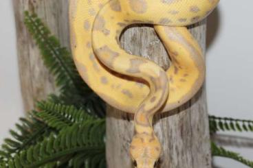 Königspythons kaufen und verkaufen Foto: Biete 1.0 Banana Enchi Calico Clown Königspythons kaufen und verkaufen Foto: Biete 1.0 Banana Enchi Calico Clown