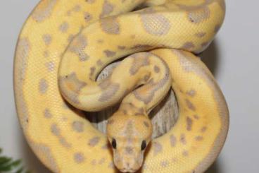 Schlangen kaufen und verkaufen Foto: Biete Königspython 1.0 Banana Enchi Calico Clown Schlangen kaufen und verkaufen Foto: Biete Königspython 1.0 Banana Enchi Calico Clown