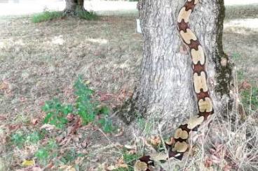 Schlangen kaufen und verkaufen Foto: 1.0 Boa constrictor constrictor, Guyana locality
