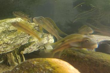 Zierfische kaufen und verkaufen Foto: Steatocranus tinanti - Löwenkopfcichlide Zierfische kaufen und verkaufen Foto: Steatocranus tinanti - Löwenkopfcichlide