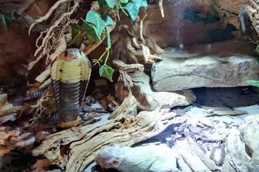 Venomous snakes kaufen und verkaufen Photo: Naja annulifera gebändert Venomous snakes kaufen und verkaufen Photo: Naja annulifera gebändert