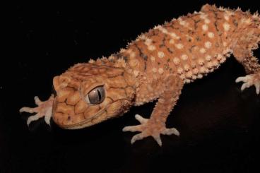 Geckos kaufen und verkaufen Foto: 1.0 Nephrurus amyae ENZ 2021