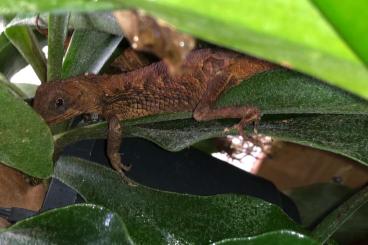 Agama kaufen und verkaufen Photo: 0.1 Ceratophora tennentii CB2020 Agama kaufen und verkaufen Photo: 0.1 Ceratophora tennentii CB2020