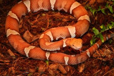 Giftschlangen kaufen und verkaufen Foto: 1,1 Agkistrodon contortrix cf. phaeogaster Giftschlangen kaufen und verkaufen Foto: 1,1 Agkistrodon contortrix cf. phaeogaster