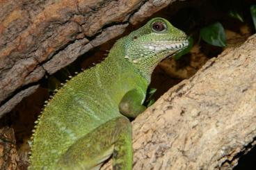 Lizards kaufen und verkaufen Photo: Suche Weibchen Grüne Wasseragame