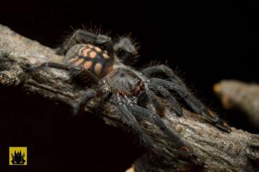 Spinnen und Skorpione kaufen und verkaufen Foto: Monstrum - females  ask about more amount