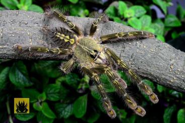 Spinnen und Skorpione kaufen und verkaufen Foto: Monstrum - males  ask about more amount