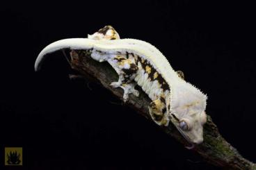 Geckos kaufen und verkaufen Foto: Monstrum- ciliatus- Hamm 