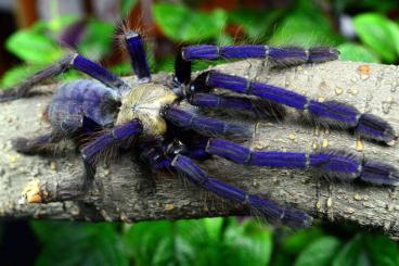 Spinnen und Skorpione kaufen und verkaufen Foto: Monstrum- spiders- wholesale possible