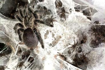 Spinnen und Skorpione kaufen und verkaufen Foto: Harpactira namaquensis 1FH