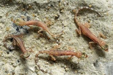 Geckos kaufen und verkaufen Foto: Trigonodactylus arabicus "zwerggecko"