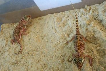 Geckos kaufen und verkaufen Foto: Stenodactylus doriae largest from genus