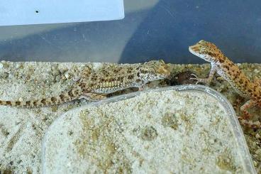 Geckos kaufen und verkaufen Photo: Bunopus tuberculatus from Arabia
