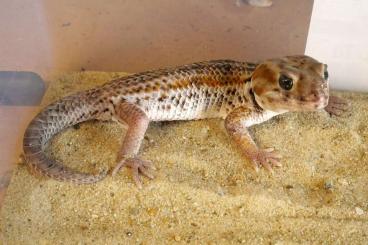 Geckos kaufen und verkaufen Photo: Teratoscincus keyserlingii largest Arabian form Geckos kaufen und verkaufen Photo: Teratoscincus keyserlingii largest Arabian form