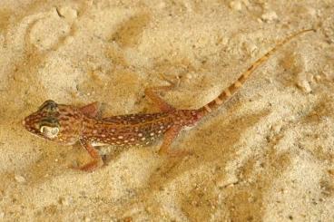 Geckos kaufen und verkaufen Photo: Stenodactylus doriae adult couples Geckos kaufen und verkaufen Photo: Stenodactylus doriae adult couples