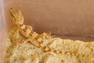 Geckos kaufen und verkaufen Photo: Trachydactylus hajarensis subadult couples