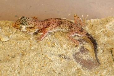 Geckos kaufen und verkaufen Foto: Stenodactylus leptocosymbotes adult Geckos kaufen und verkaufen Foto: Stenodactylus leptocosymbotes adult