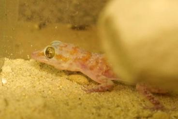Geckos kaufen und verkaufen Foto: Asaccus margaritae adult pair RARE Geckos kaufen und verkaufen Foto: Asaccus margaritae adult pair RARE