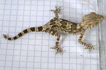 Geckos kaufen und verkaufen Foto: Trachydactylus hajarensis, T. spatalurus, Bunopus tuberculatus Geckos kaufen und verkaufen Foto: Trachydactylus hajarensis, T. spatalurus, Bunopus tuberculatus