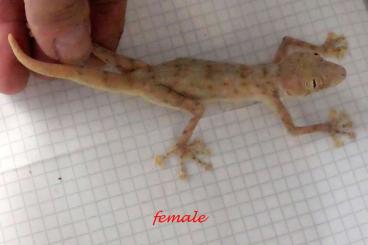 Geckos kaufen und verkaufen Foto: Ptyodactylus orlovi, P. dhofarensis Geckos kaufen und verkaufen Foto: Ptyodactylus orlovi, P. dhofarensis