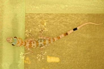 Geckos kaufen und verkaufen Foto: Asaccus gardneri, A. margaritae adult pairs Geckos kaufen und verkaufen Foto: Asaccus gardneri, A. margaritae adult pairs