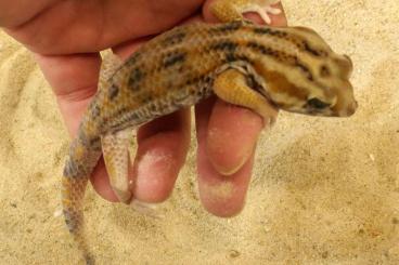Geckos kaufen und verkaufen Foto: Teratoscincus keyserlingii largest Arabian form Geckos kaufen und verkaufen Foto: Teratoscincus keyserlingii largest Arabian form