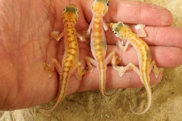 Geckos kaufen und verkaufen Foto: Pachydactylus (=Palmatogecko) rangei 2 different forms Geckos kaufen und verkaufen Foto: Pachydactylus (=Palmatogecko) rangei 2 different forms
