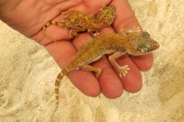 Geckos kaufen und verkaufen Foto: Stenodactylus leptocosymbotes, S. doriae adult pairs Geckos kaufen und verkaufen Foto: Stenodactylus leptocosymbotes, S. doriae adult pairs