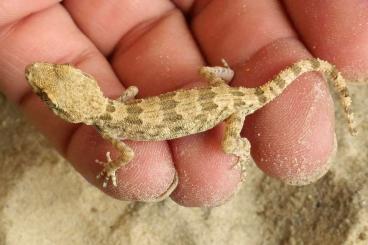 Geckos kaufen und verkaufen Foto: Trachydactylus hajarensis, T. spatalurus female Geckos kaufen und verkaufen Foto: Trachydactylus hajarensis, T. spatalurus female