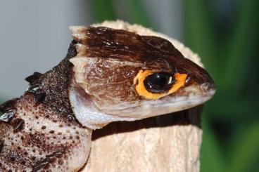 Lizards kaufen und verkaufen Photo: Tribolonotus gracilis / Rotaugenbuschkrokodil