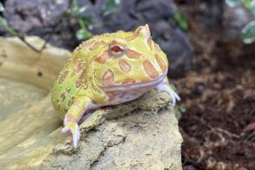 Frösche  kaufen und verkaufen Foto: Schmuckhornfrösche - Pacmanfrogs