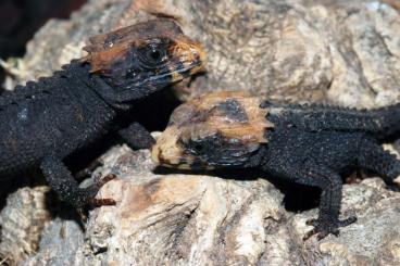 Echsen kaufen und verkaufen Foto: Rotaugenbuschkrokodil / Tribolonotus gracilis Echsen kaufen und verkaufen Foto: Rotaugenbuschkrokodil / Tribolonotus gracilis