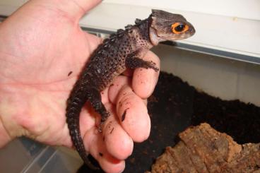 Echsen  kaufen und verkaufen Foto: Rotaugenbuschkrokodil / Tribolonotus gracilis