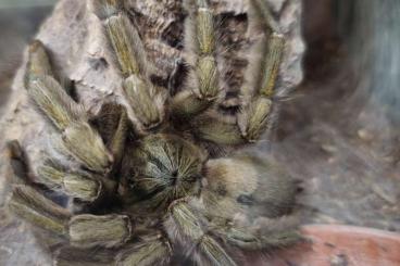 Spinnen und Skorpione kaufen und verkaufen Foto: Adulte Weibchen Brachypelma Psalmopoeus Nhandu Spinnen und Skorpione kaufen und verkaufen Foto: Adulte Weibchen Brachypelma Psalmopoeus Nhandu