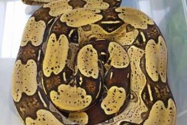Schlangen kaufen und verkaufen Foto: Boa constrictor constrictor 