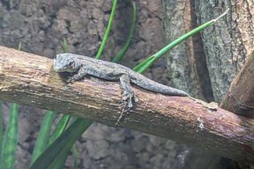 Geckos kaufen und verkaufen Foto: Phelsuma guimbeaui/mutabilis/robertmertensi 