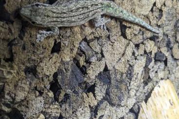 Geckos kaufen und verkaufen Foto: Phelsuma guimbeaui/mutabilis/robertmertensi 