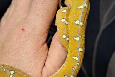 Schlangen kaufen und verkaufen Foto: Morelia azurea Cyclop NZ 3/23
