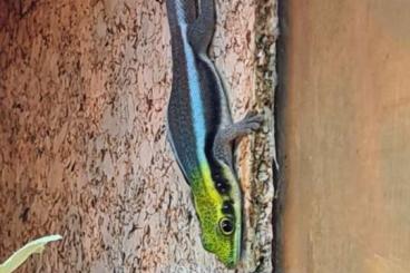 Geckos kaufen und verkaufen Foto: Phelsuma klemmeri - Blauer Bambustaggecko 1,1,2