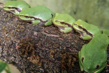 frogs kaufen und verkaufen Photo: Europäischer Laubfrosch, Hyla arborea, Eigene Nachzuchten