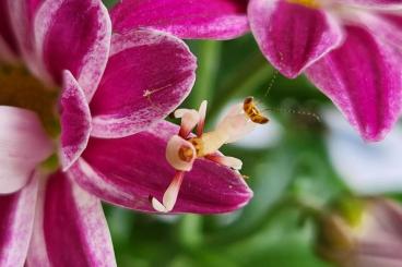 Insekten kaufen und verkaufen Foto: Hymenopus coronatus (Orchideenmantis)