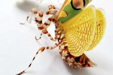 Insects kaufen und verkaufen Photo: Chlidonoptera lestoni L5/L6