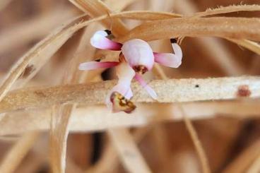 Insects kaufen und verkaufen Photo: Hymenopus coronatus (Orchideenmantis) Insects kaufen und verkaufen Photo: Hymenopus coronatus (Orchideenmantis)