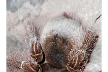 - bird spiders kaufen und verkaufen Photo: Biete T.blondi für Weinstadt 