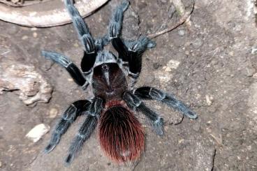 - bird spiders kaufen und verkaufen Photo: Biete       Vogelspinnen 