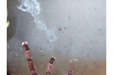 Vogelspinnen kaufen und verkaufen Foto: Biete auf Versand Abholung P .sp rufus 