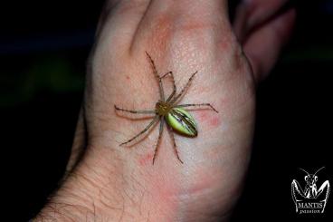Spiders and Scorpions kaufen und verkaufen Photo: Peucetia rubrolineata pairs available 